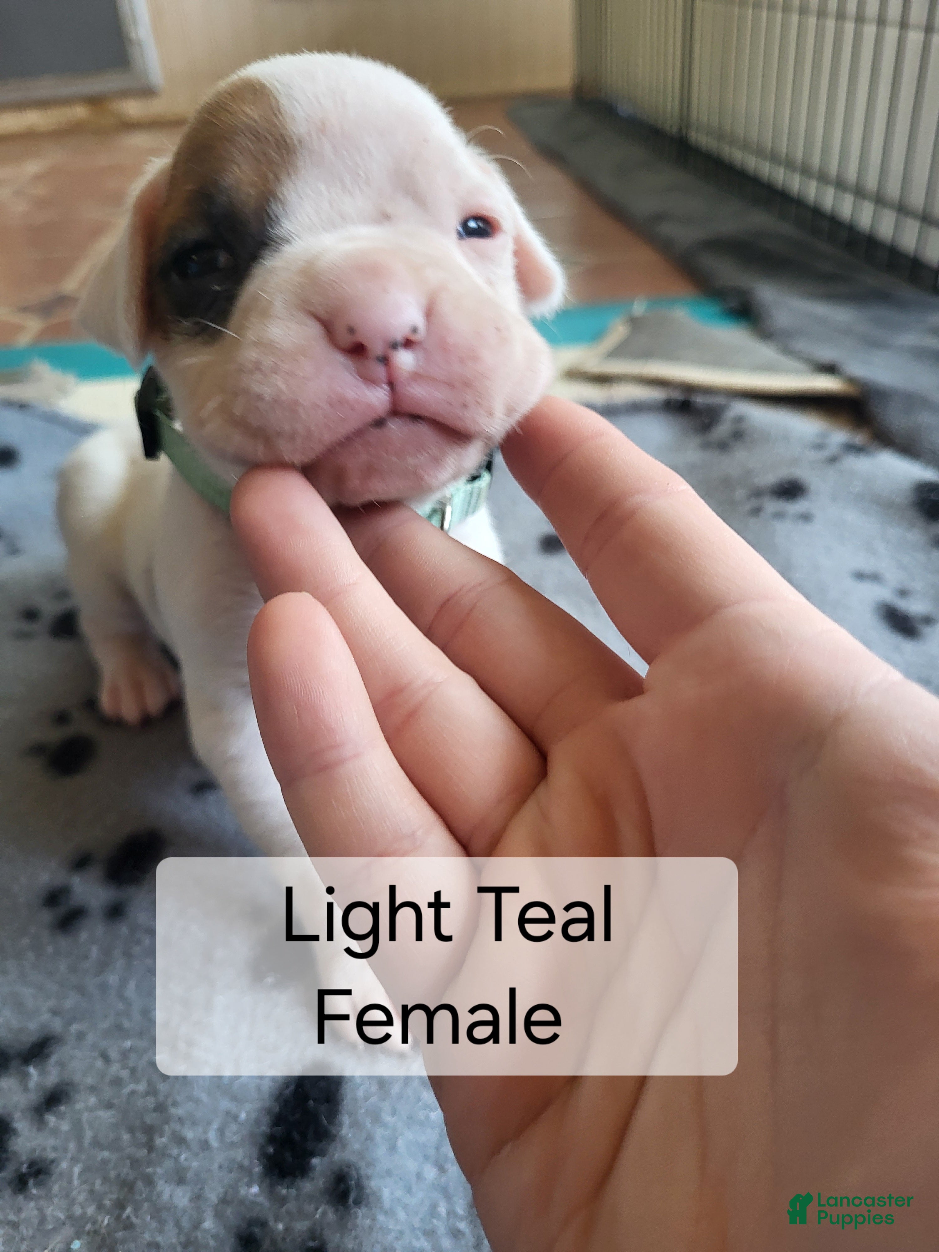 Boxer dogs Light Teal Female - Ad 23