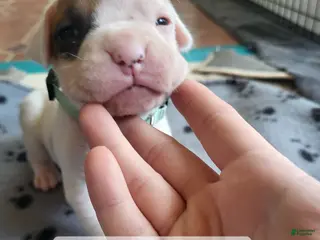 Boxer dogs Light Teal Female - Ad 23