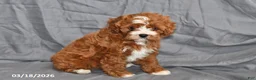 Cavapoo dogs for sale: Natalie - Ad 4
