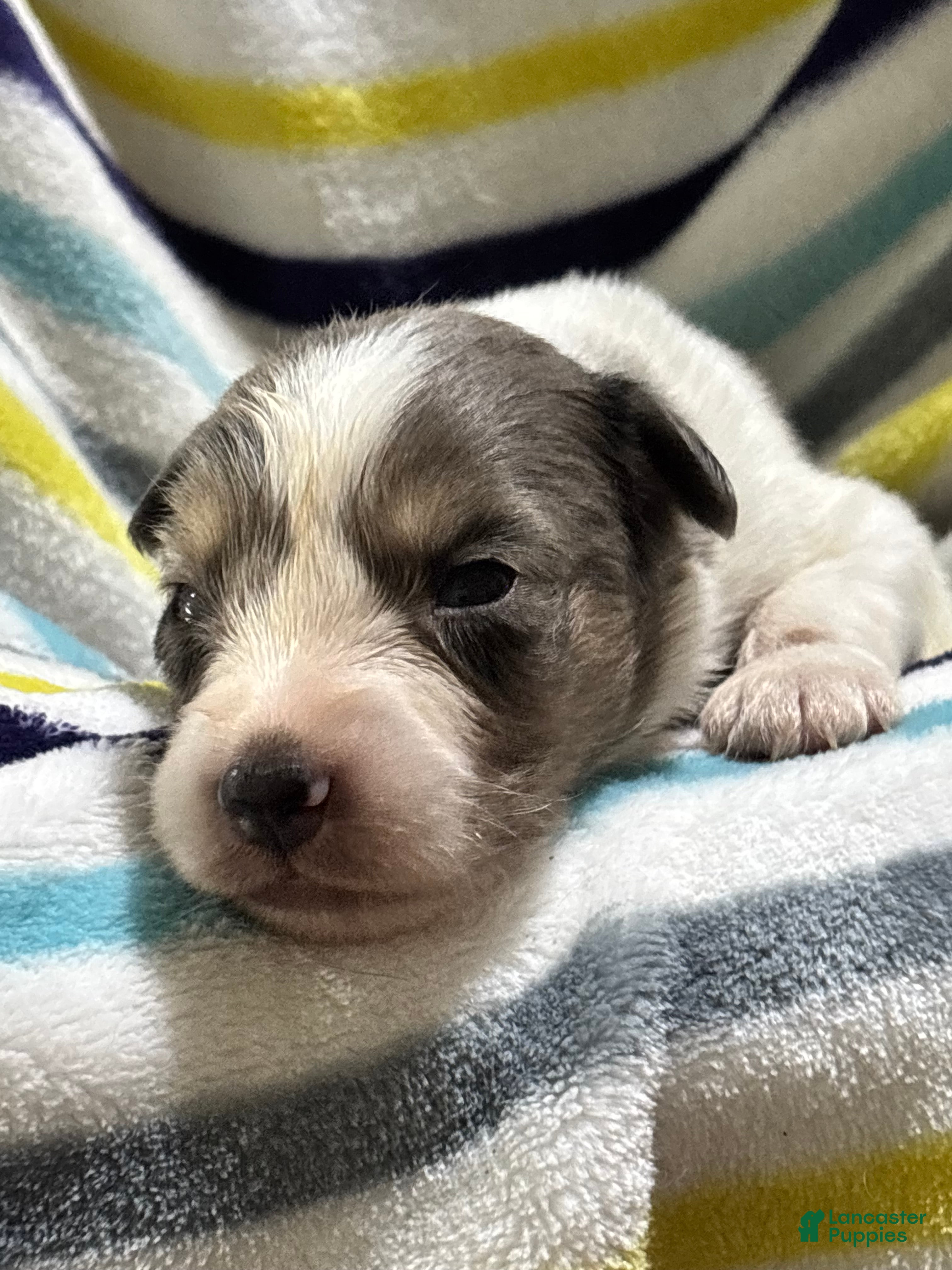 Mini Aussiedoodle dogs Twix - Ad 1