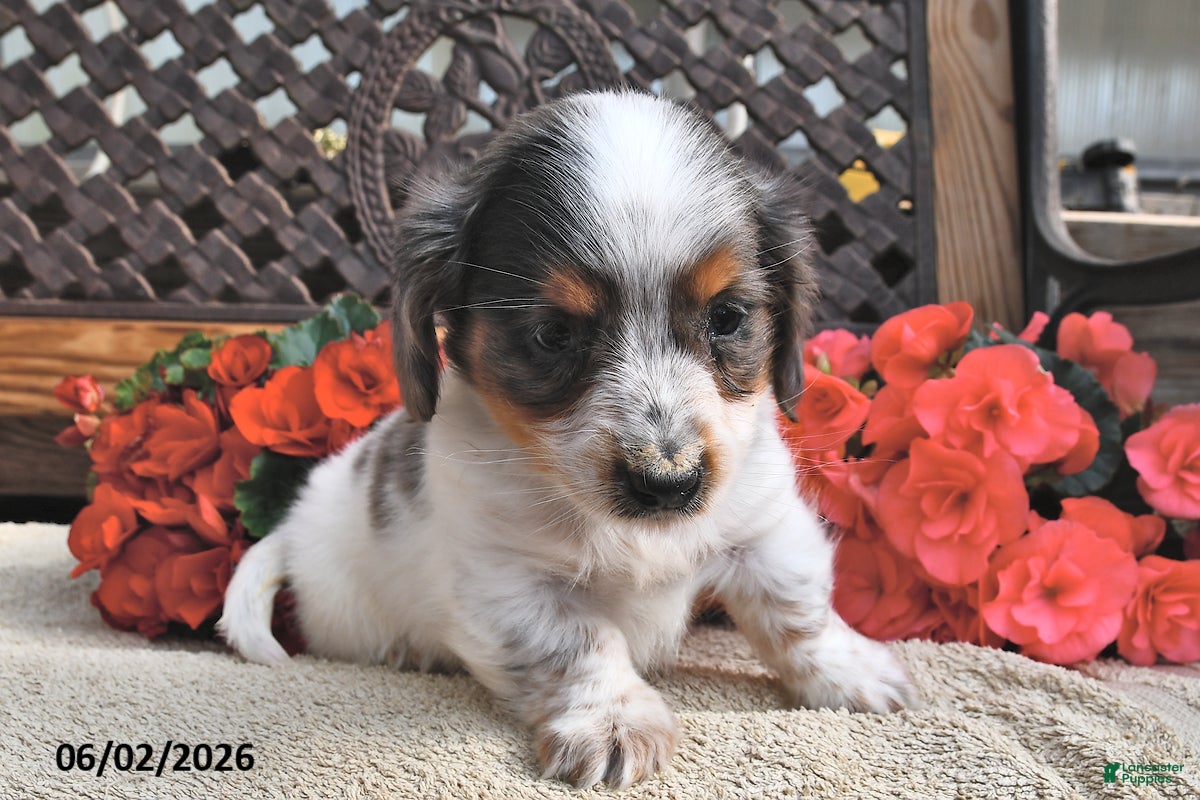 Miniature Dachshund dogs for sale: Buster - Ad 5