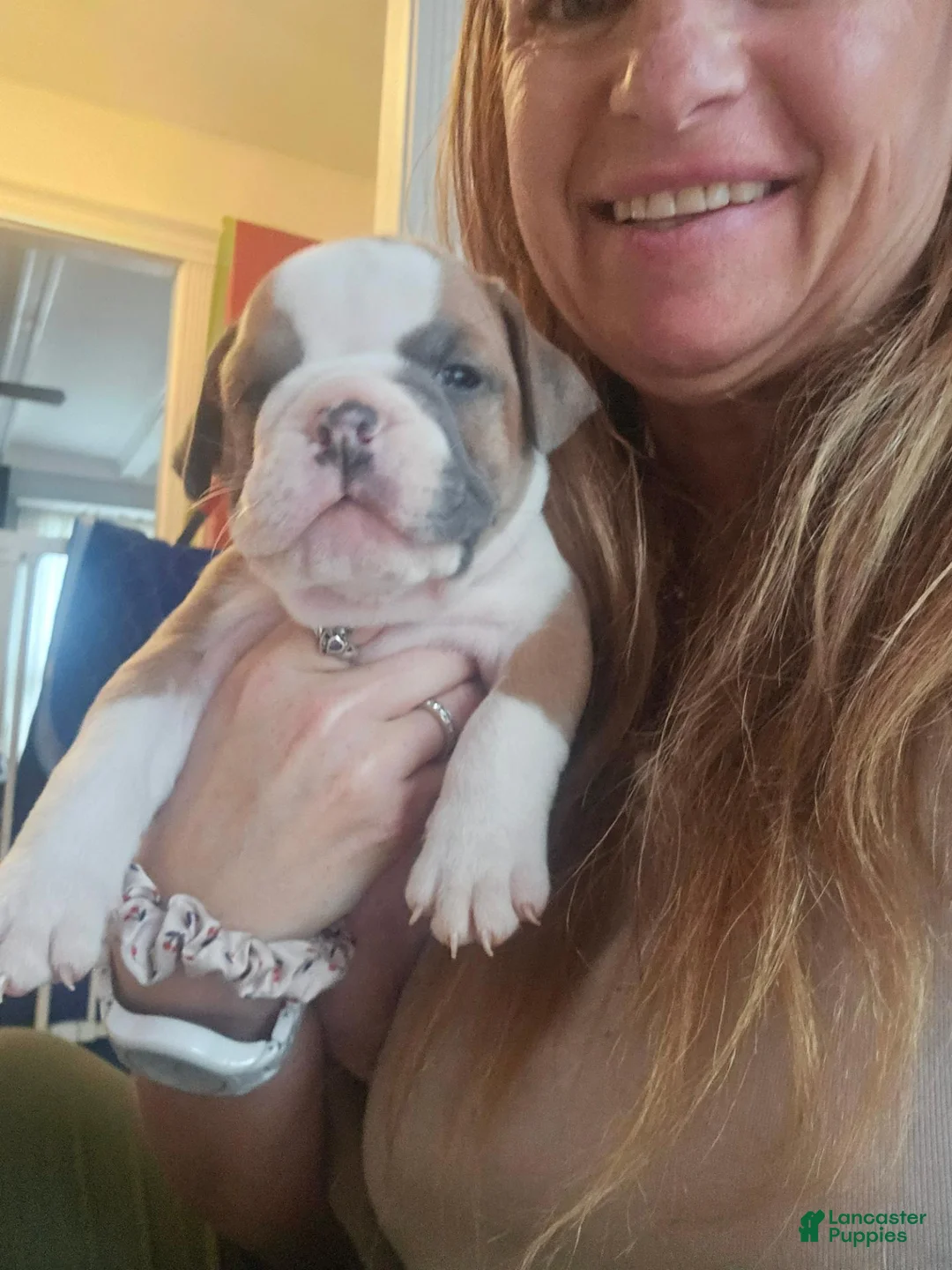 Olde English Bulldogge dogs for sale: Olde English Bulldogge 7 - Ad 2