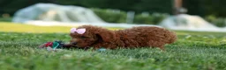 Miniature Poodle dogs for sale:  Dixie 🎀🐶 - Ad 9