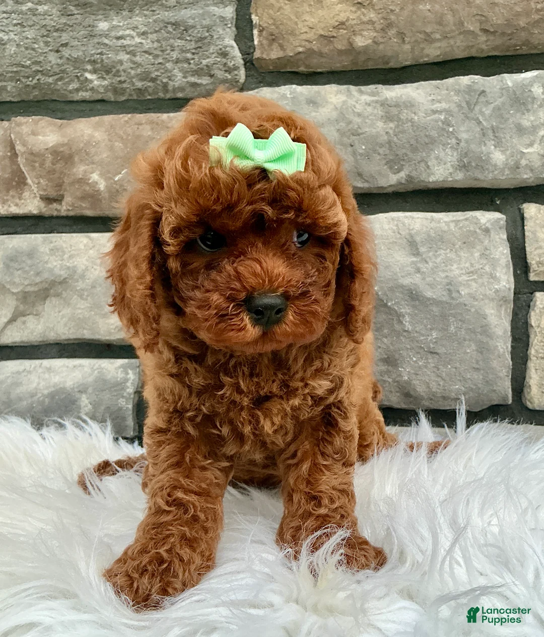 Cavapoo dogs for sale: Kara - Ad 2