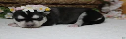 Siberian Husky dogs for sale: Freya  - Ad 10