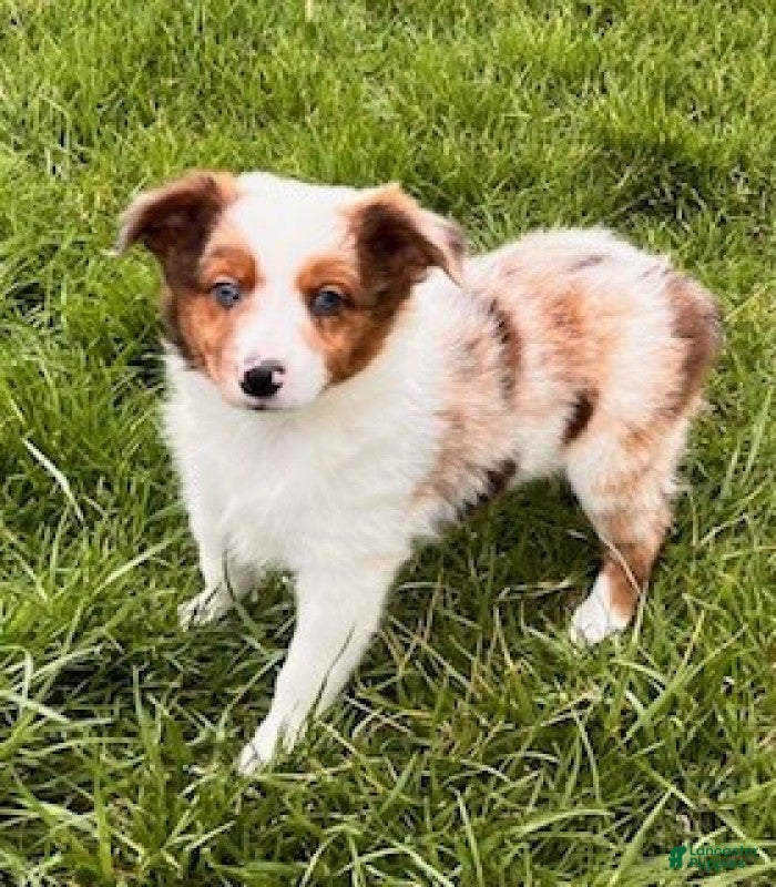 Mini Aussiedoodle dogs Sasha - Ad 2