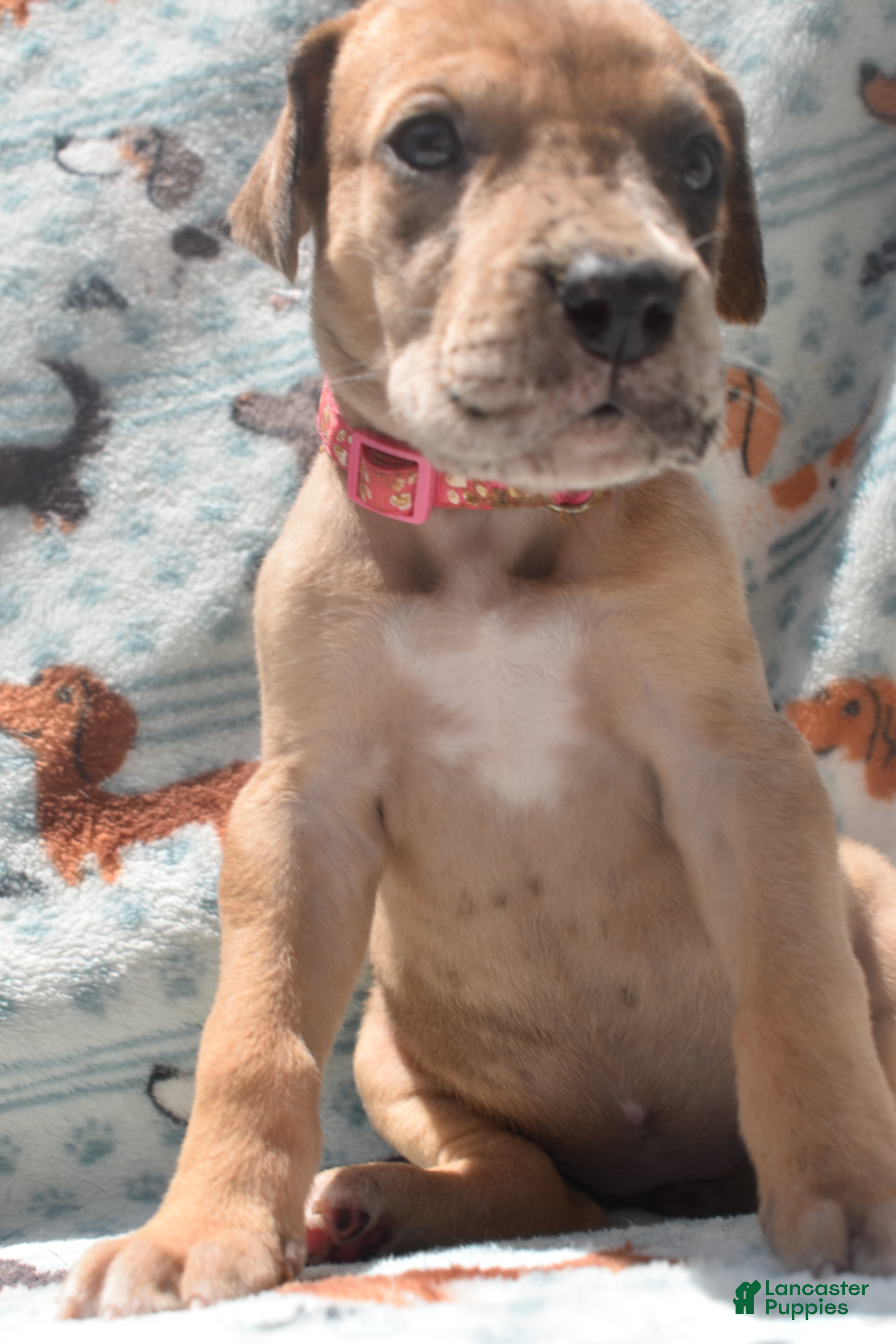Great Dane dogs for sale: Great Dane - Hot Pink - Fawn Merle (Scooby Doo) - Ad 3