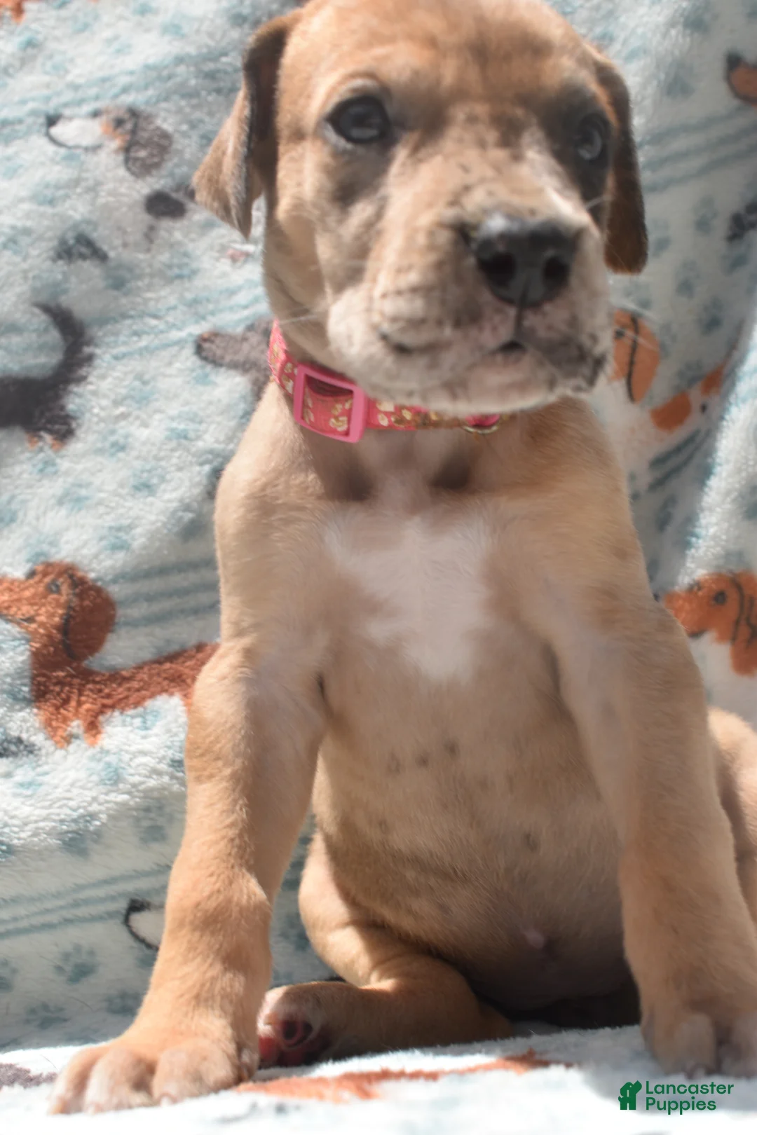 Great Dane dogs for sale: Great Dane - Hot Pink - Fawn Merle (Scooby Doo) - Ad 1