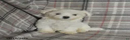 Maltese dogs for sale: Pearl - Ad 4