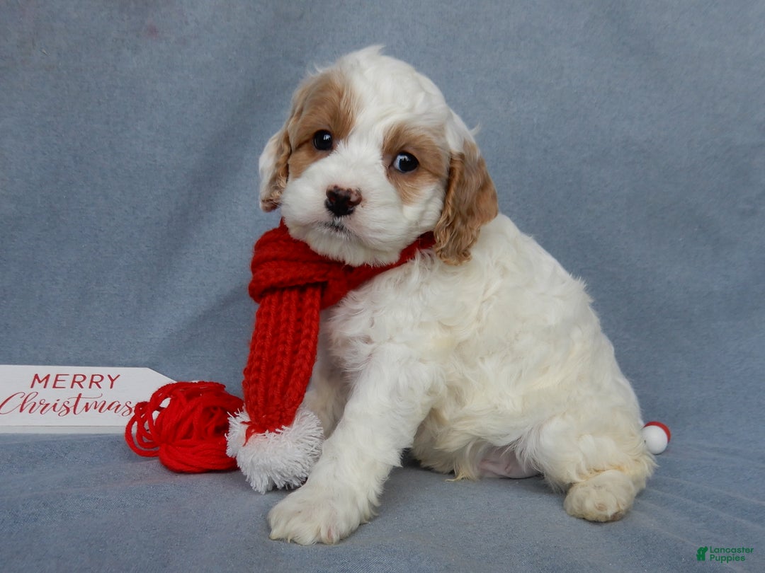 Cockapoo dogs for sale: Teddy - Ad 4