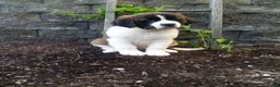 Saint Bernard dogs for sale: Bear - Ad 2