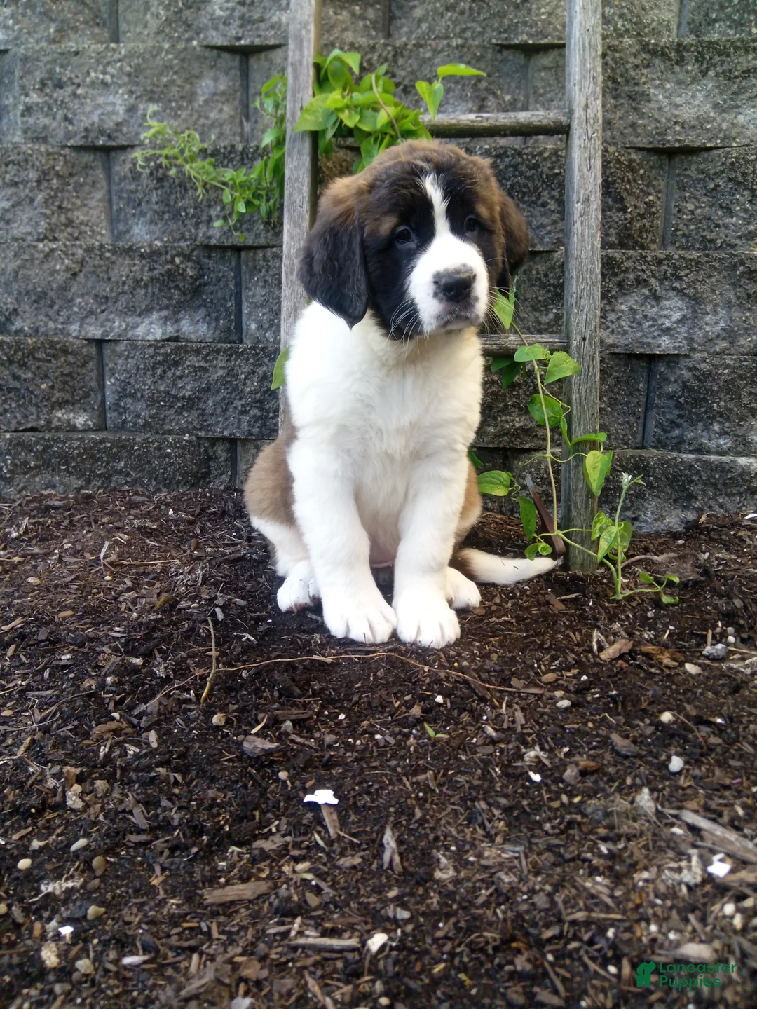 Saint Bernard dogs for sale: Bear - Ad 2