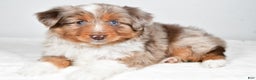 Miniature Australian Shepherd dogs for sale: Rita - Ad 3
