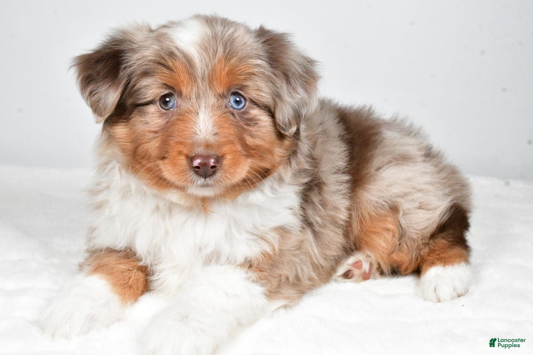 Miniature Australian Shepherd dogs for sale: Rita - Ad 3