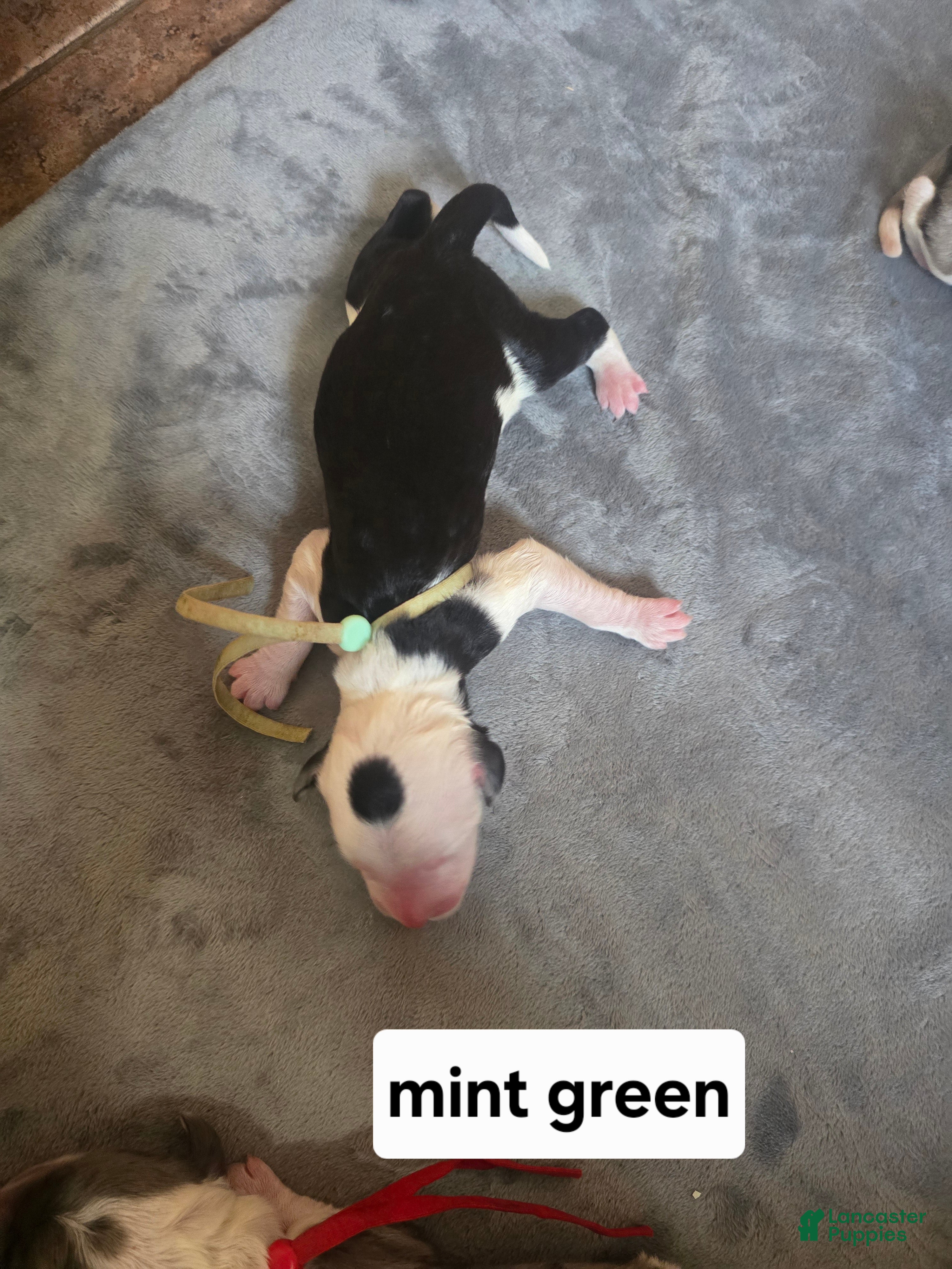 Sheepadoodle dogs Violet-mint green collar - Ad 21