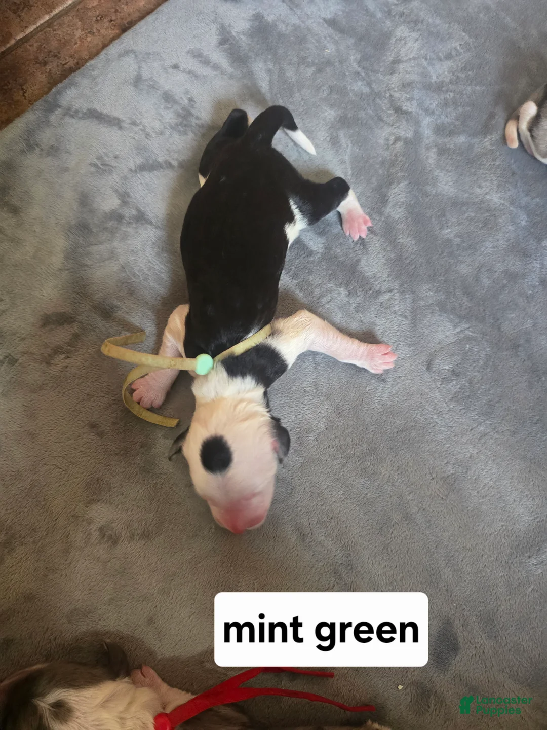 Sheepadoodle dogs for sale: Violet-mint green collar - Ad 1