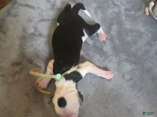 Sheepadoodle dogs Violet-mint green collar - Ad 21