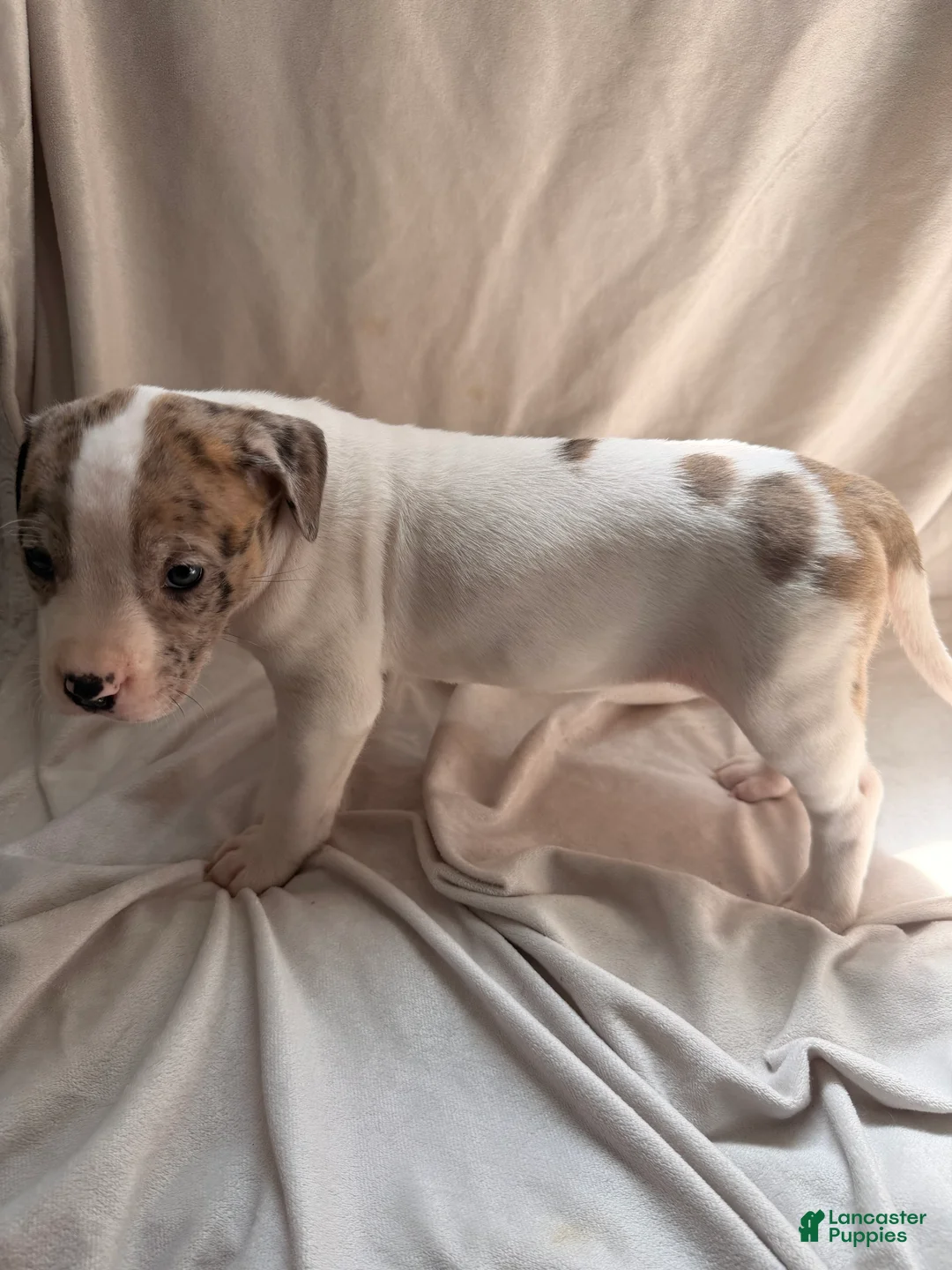 Mixed Breed dogs for sale: Mixed Breed Puppy 6 - Ad 2