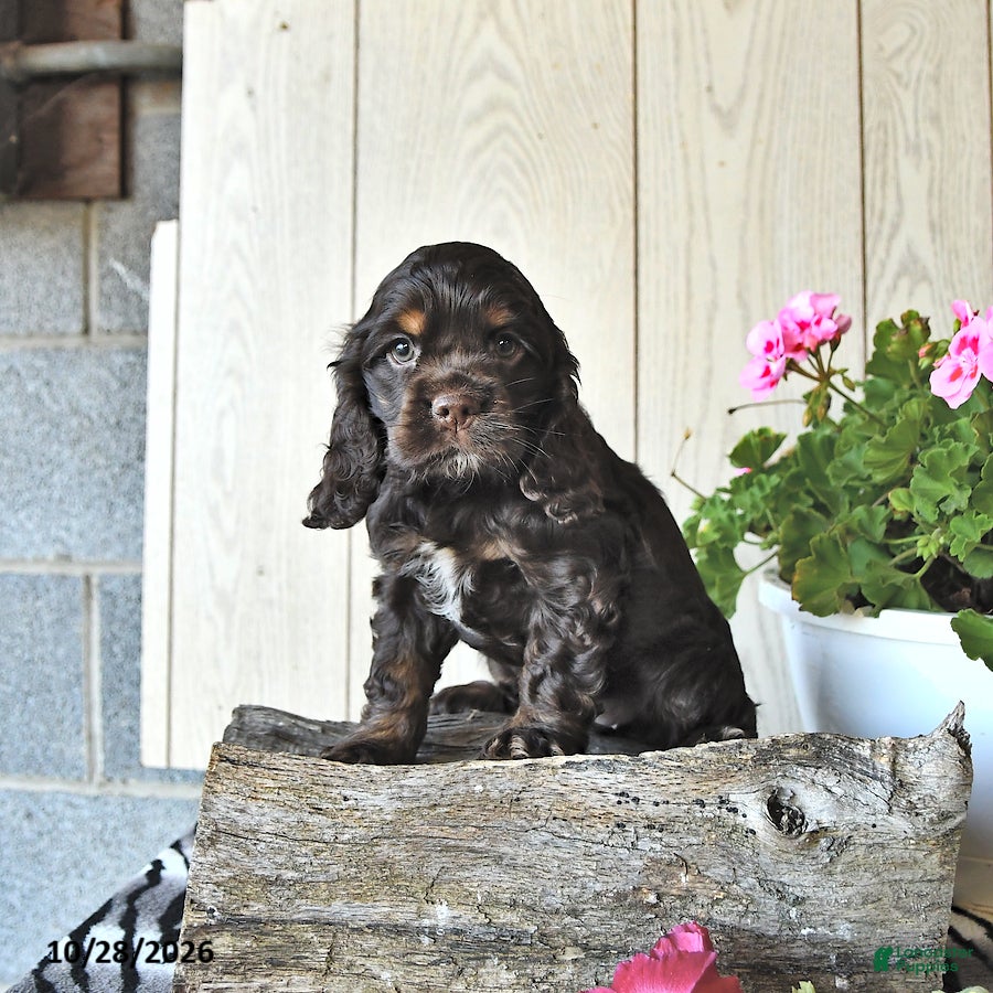Cocker Spaniel dogs for sale: Renae - Ad 2