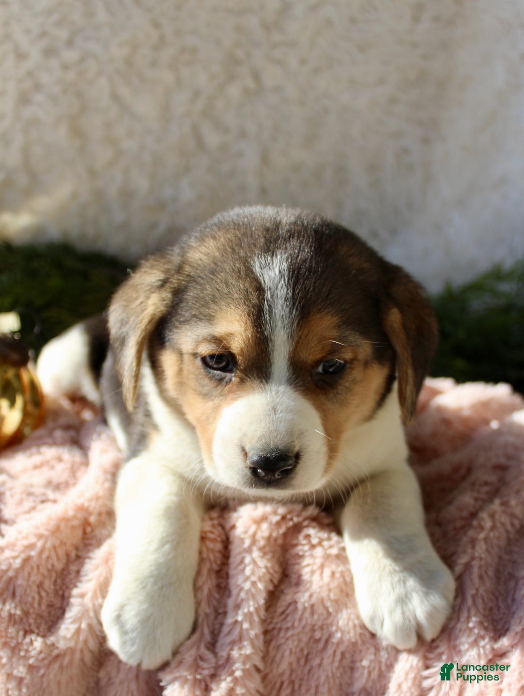 Mixed Breed dogs for sale: Stacey  - Ad 5