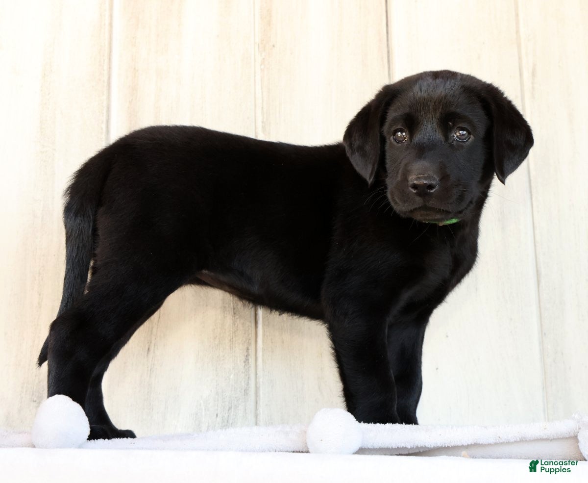 Labrador Retriever dogs Allie - Ad 2