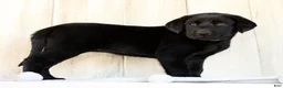 Labrador Retriever dogs for sale: Allie - Ad 2