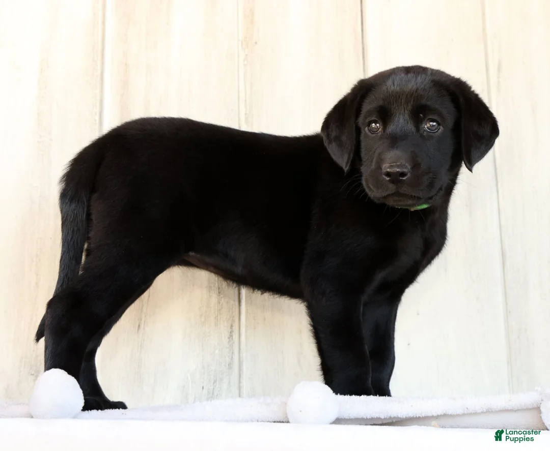 Labrador Retriever dogs for sale: Allie - Ad 2