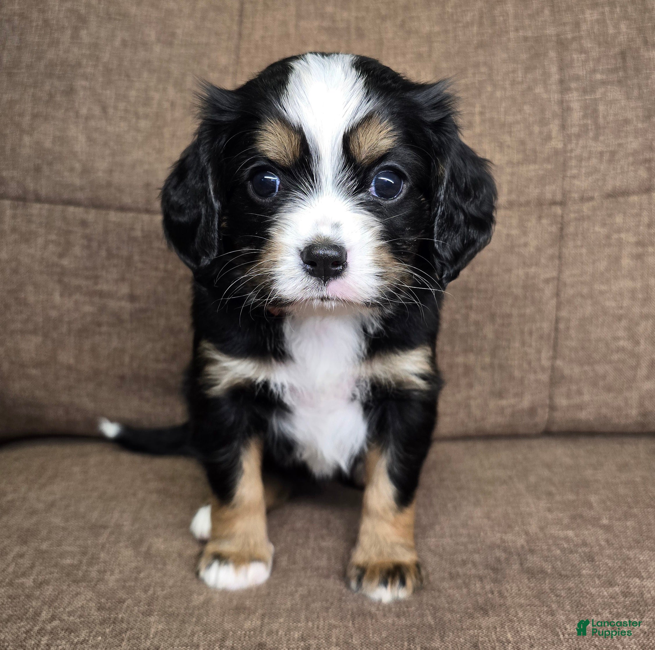 Miniature Bernese Mountain Dog dogs Lisbon  - Ad 2
