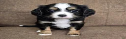 Miniature Bernese Mountain Dog dogs for sale: Sorrento [Reserved] - Ad 16