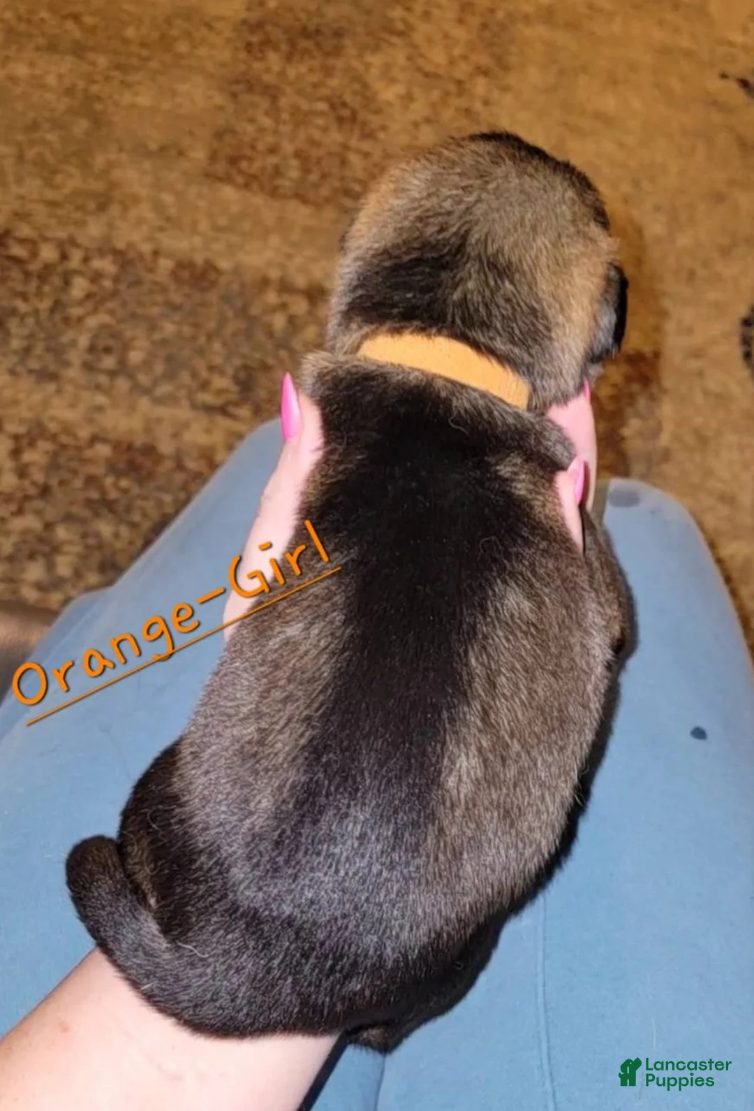 German Shepherd dogs for sale: Akc German Shepherds. 5 BOYS & 5 GIRLS Available! - Ad 22