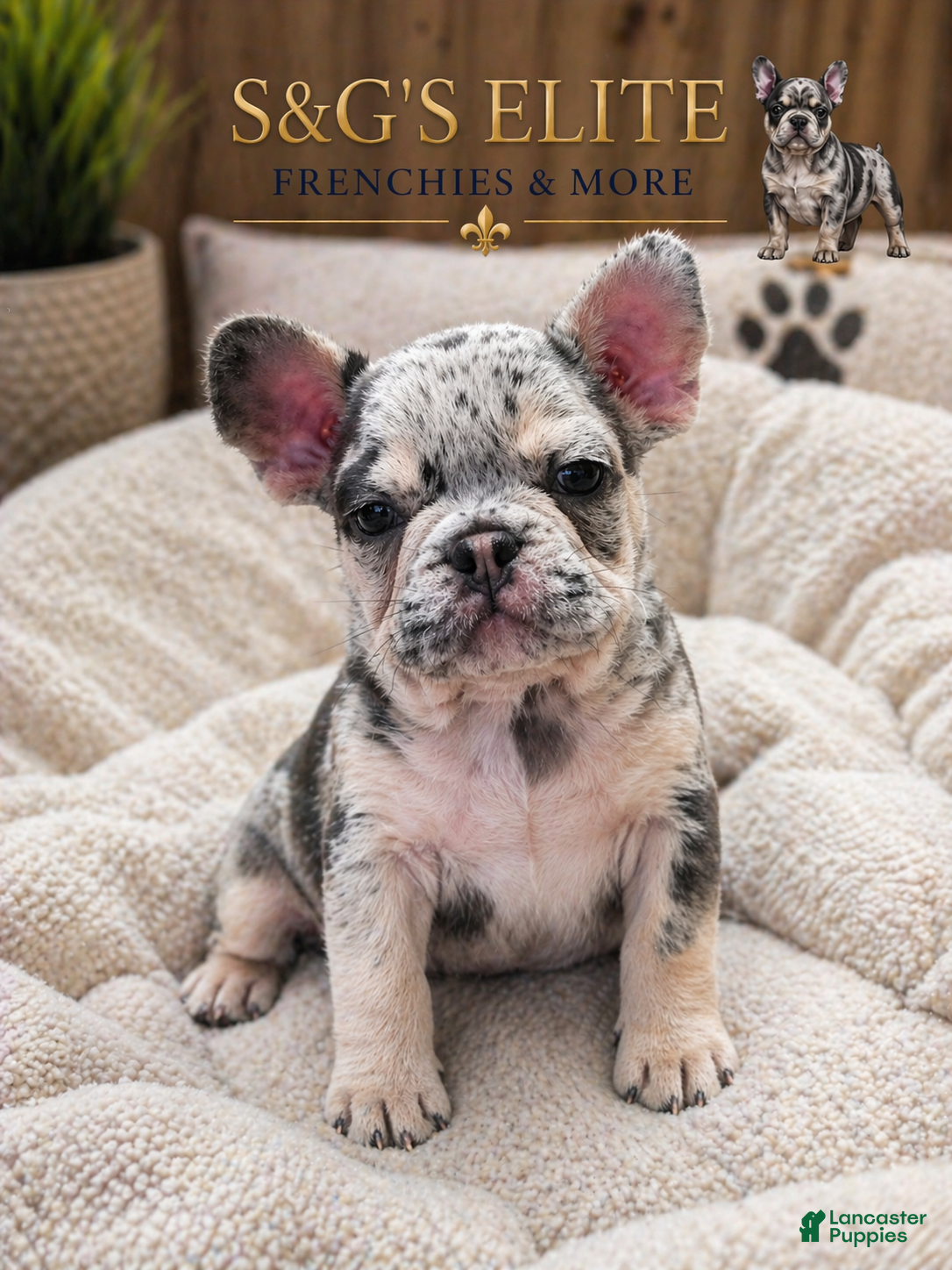 French Bulldog dogs Rolo - Ad 2