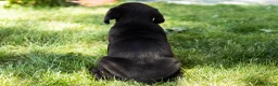 Cane Corso dogs for sale: Daisy  - Ad 5