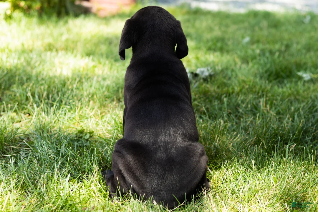 Cane Corso dogs for sale: Daisy  - Ad 5