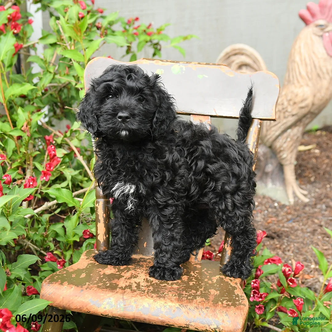 Cockapoo dogs for sale: Bella   - Ad 1
