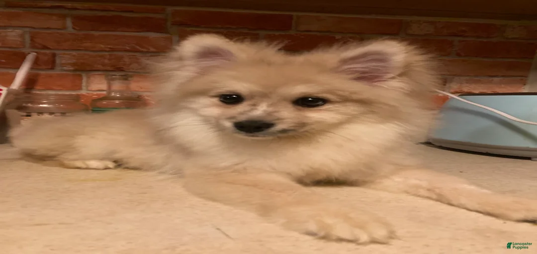 Gallery Image {{count}}