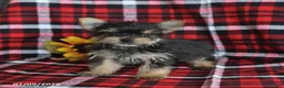 Morkie dogs for sale: Pepper - Ad 3