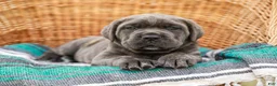 Cane Corso dogs for sale: Maximus (Champion Bloodline) - Ad 5