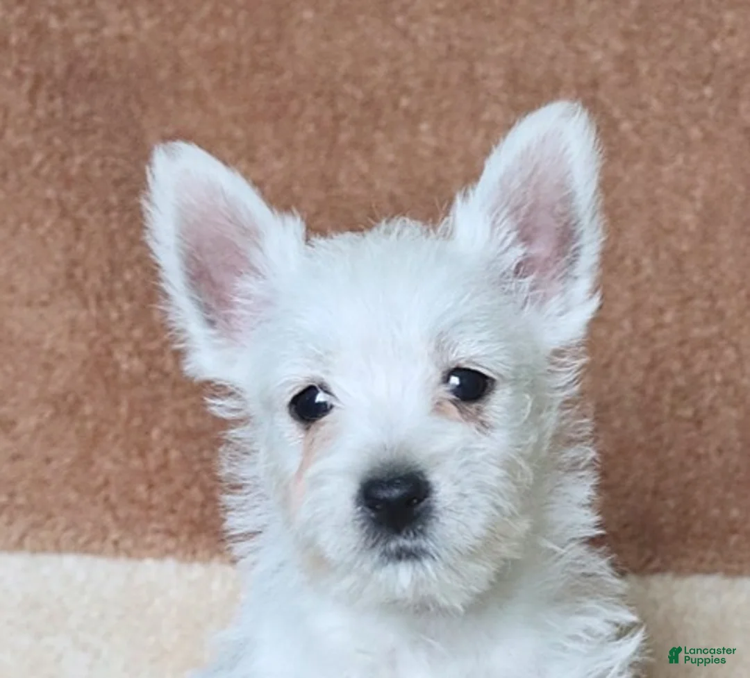 West Highland Terrier dogs for sale: Winston - Ad 5
