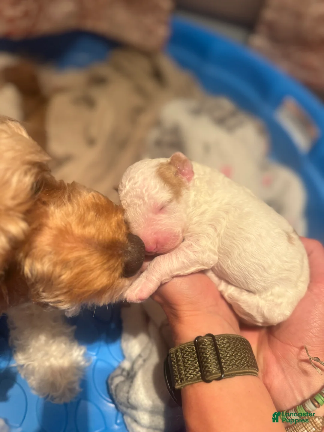 Double Doodle dogs for sale: Double Doodle Puppy 2 - Ad 1