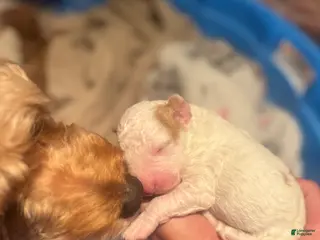 Double Doodle dogs Double Doodle Puppy 2 - Ad 4