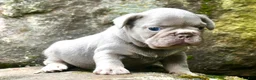 French Bulldog dogs for sale: French Bulldog 1 - Ad 1