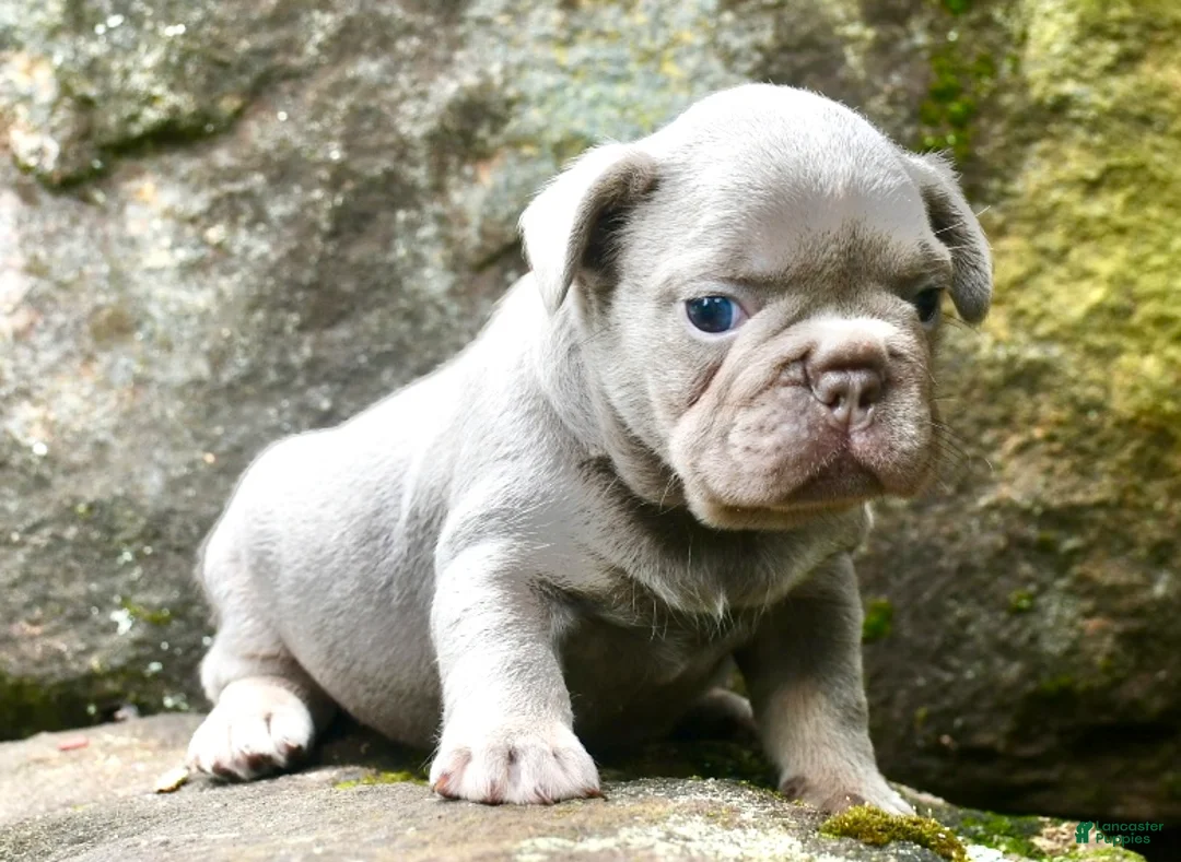 French Bulldog dogs for sale: French Bulldog 1 - Ad 1