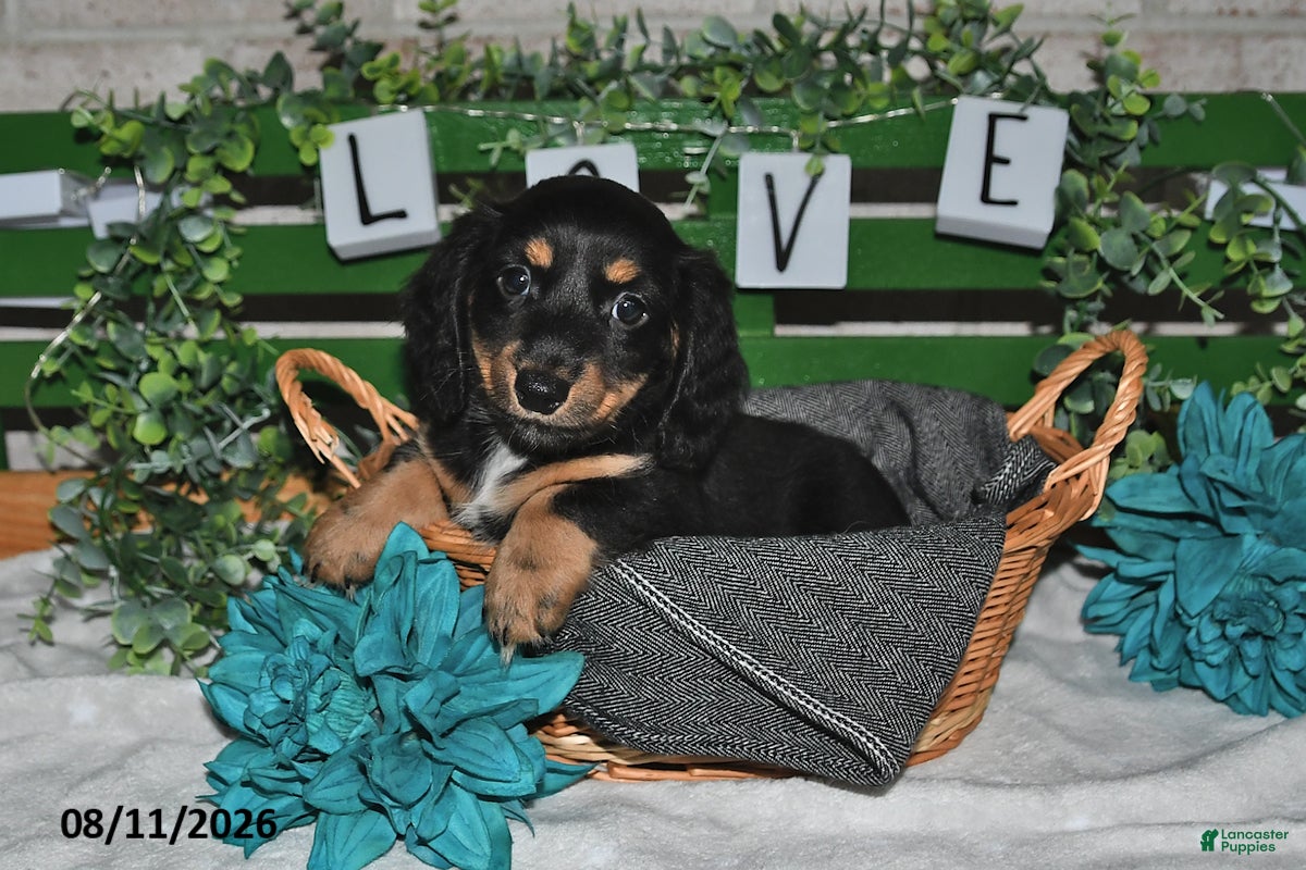 Miniature Dachshund dogs Jax - Ad 1