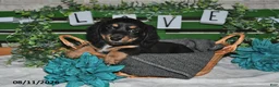 Miniature Dachshund dogs for sale: Jax - Ad 1