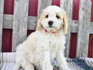 Bernedoodle dogs - Ad 17