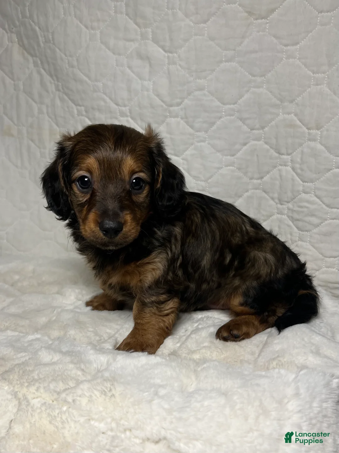 Miniature Dachshund dogs for sale: Miniature Dachshund Puppy 1 - Ad 6