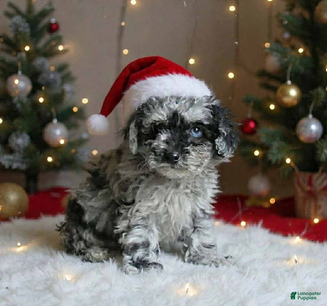 Toy Poodle dogs for sale: Bubbles - Ad 2