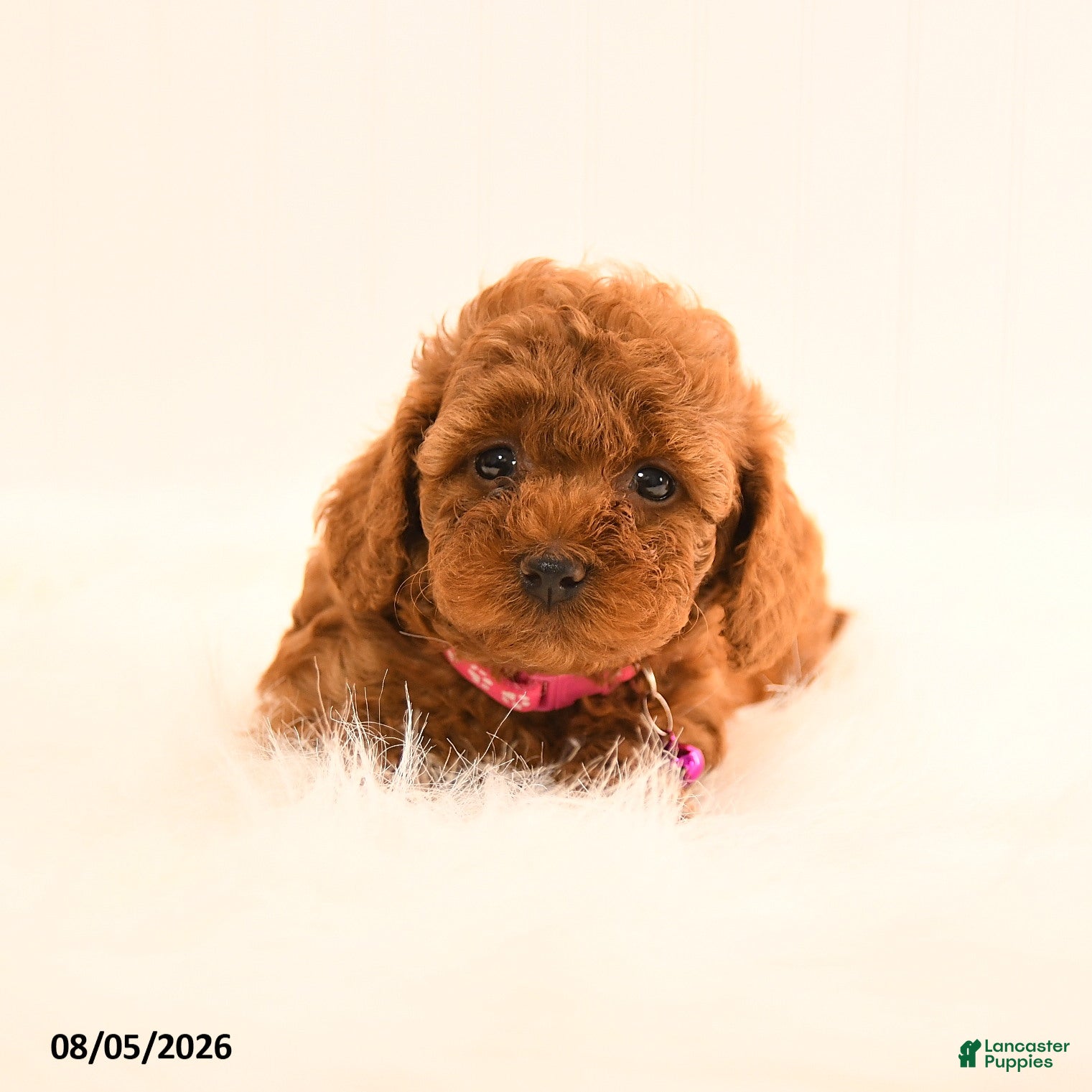 Cavapoo dogs Iris - Ad 2