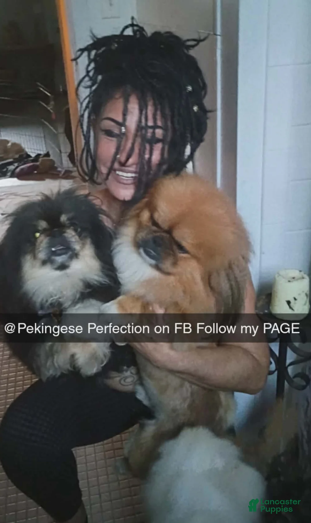 Pekingese dogs for stud: Stud only!!Pekingese Gr.Champion African lines  - Ad 5