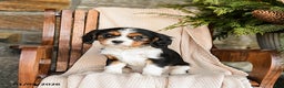 Cavalier King Charles Spaniel dogs for sale: Milkyway - Ad 4
